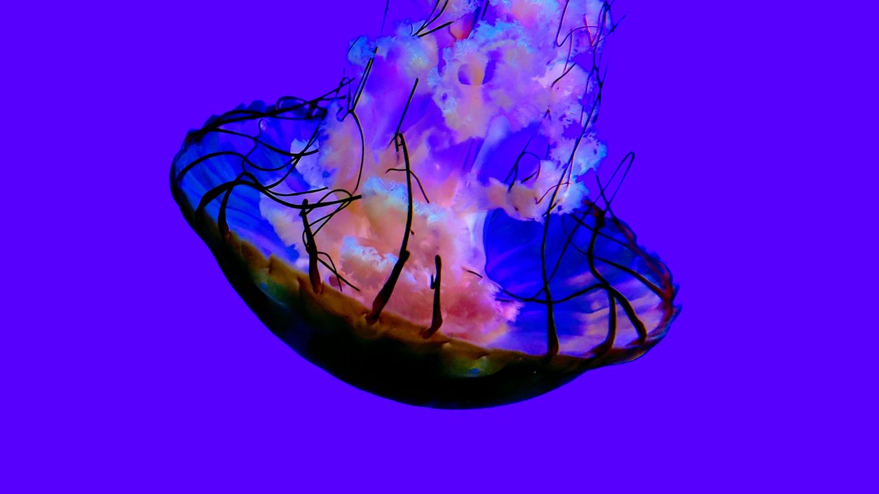 Wallpaper jellyfish, tentacles, creature, blue