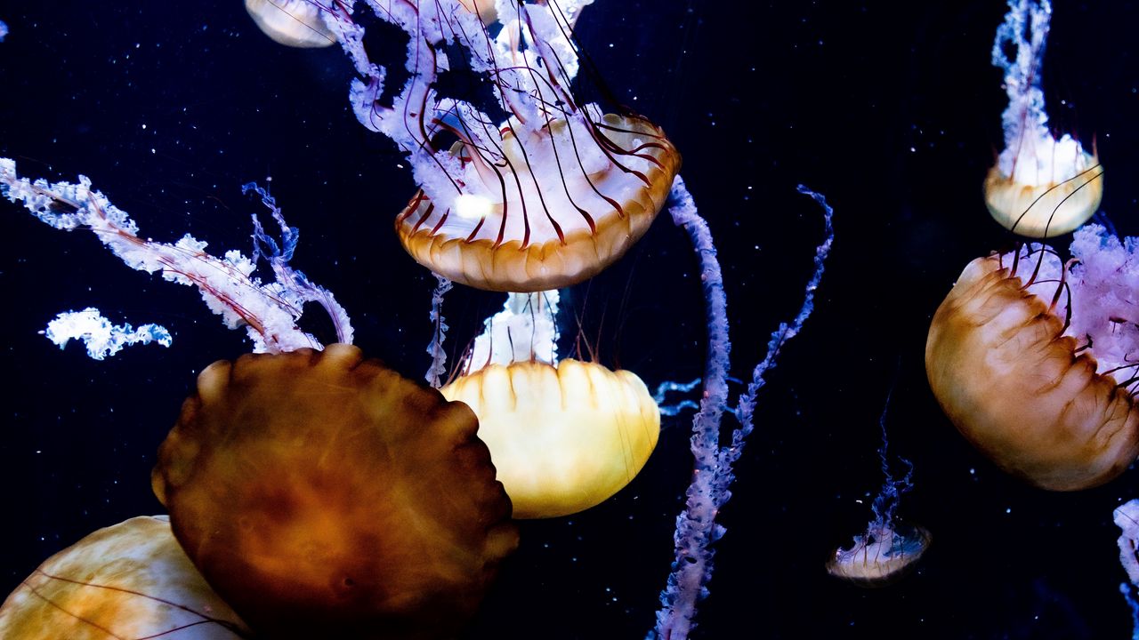 Wallpaper jellyfish, tentacles, creatures, sea, underwater