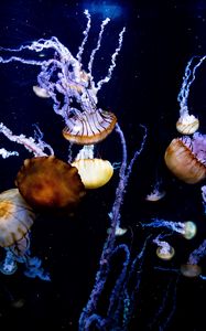 Preview wallpaper jellyfish, tentacles, creatures, sea, underwater