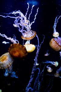 Preview wallpaper jellyfish, tentacles, creatures, sea, underwater