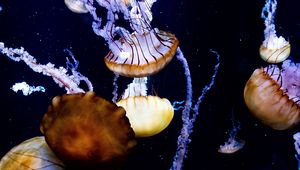 Preview wallpaper jellyfish, tentacles, creatures, sea, underwater