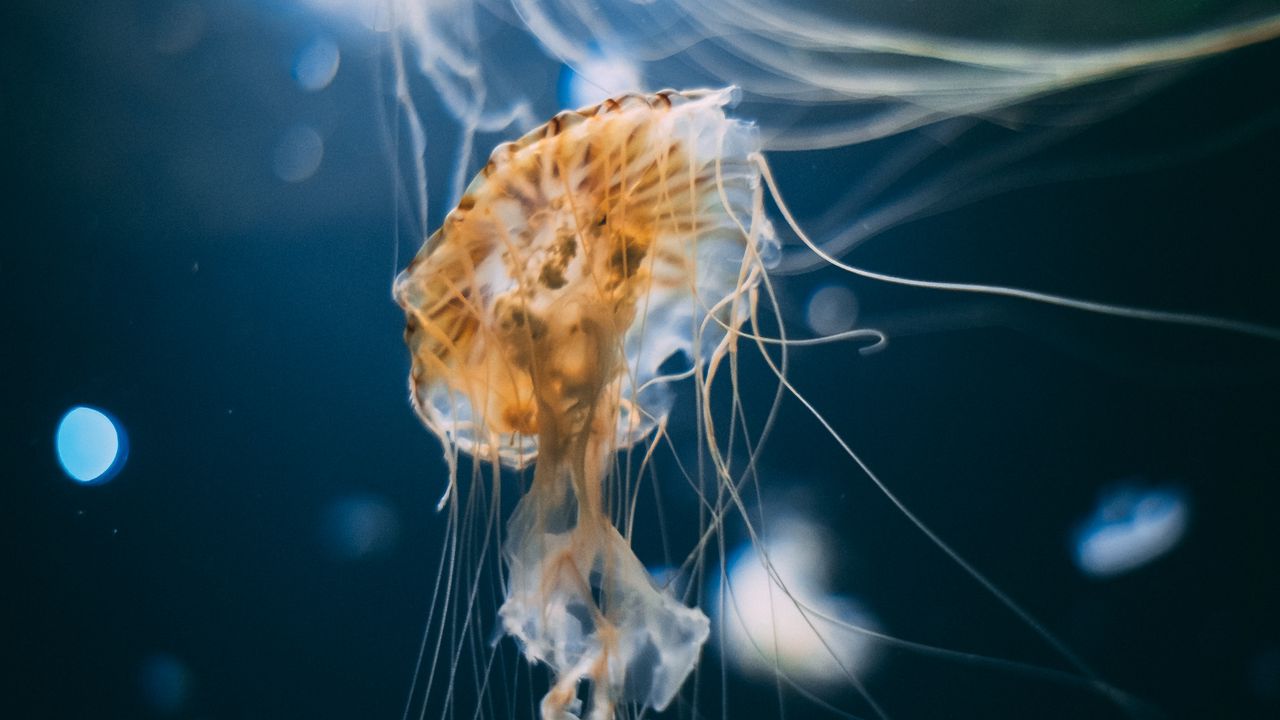 Wallpaper jellyfish, tentacles, creatures, underwater