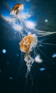 Preview wallpaper jellyfish, tentacles, creatures, underwater