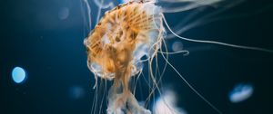 Preview wallpaper jellyfish, tentacles, creatures, underwater