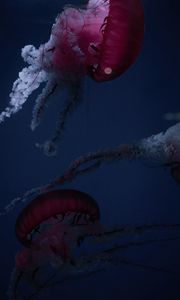 Preview wallpaper jellyfish, tentacles, creatures, red, underwater