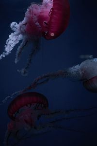 Preview wallpaper jellyfish, tentacles, creatures, red, underwater