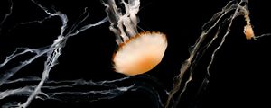 Preview wallpaper jellyfish, tentacles, creatures, brown, underwater