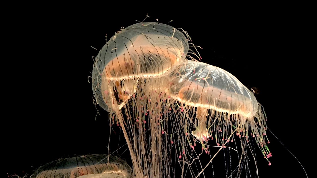 Wallpaper jellyfish, tentacles, creatures, brown, transparent