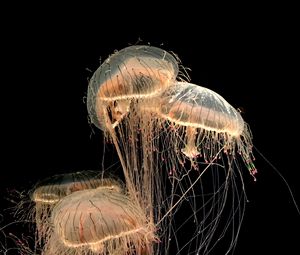 Preview wallpaper jellyfish, tentacles, creatures, brown, transparent