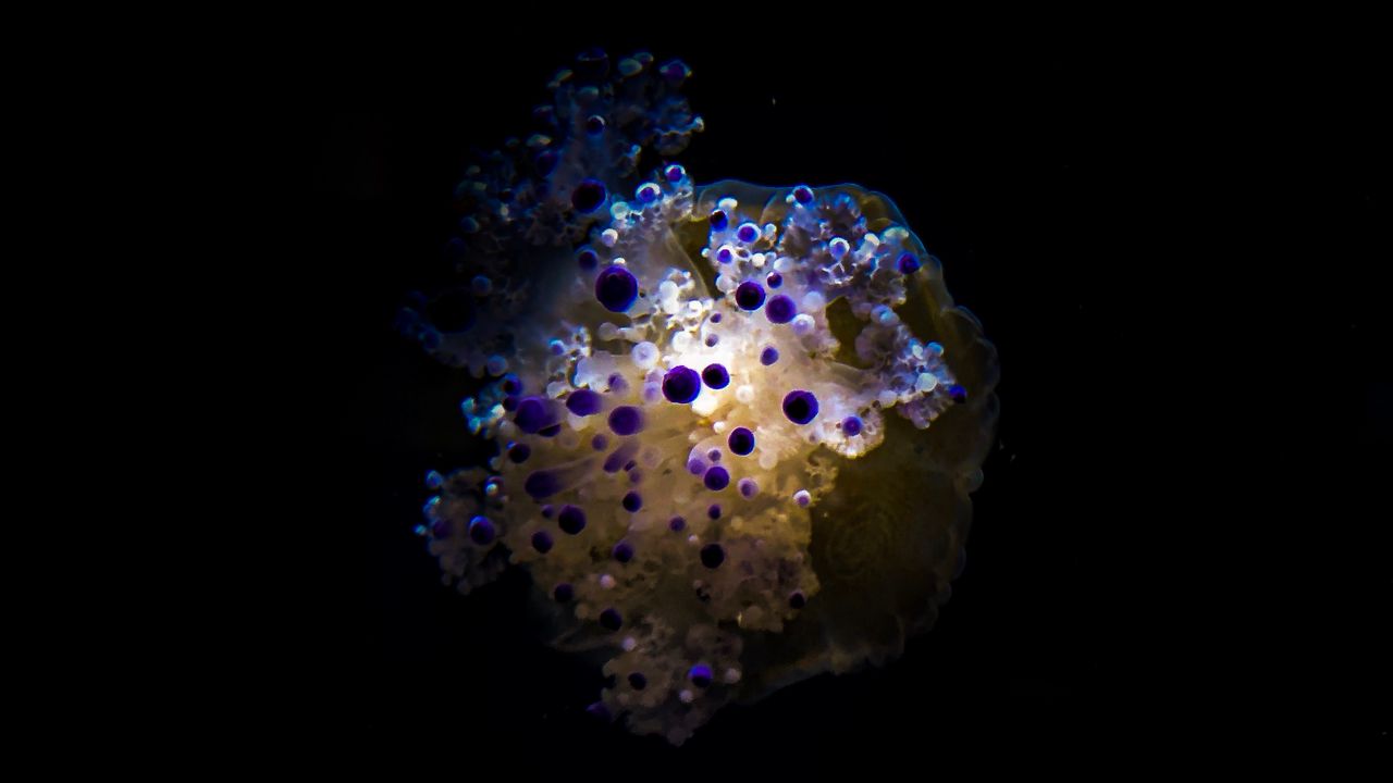 Wallpaper jellyfish, tentacles, dark, underwater, depth
