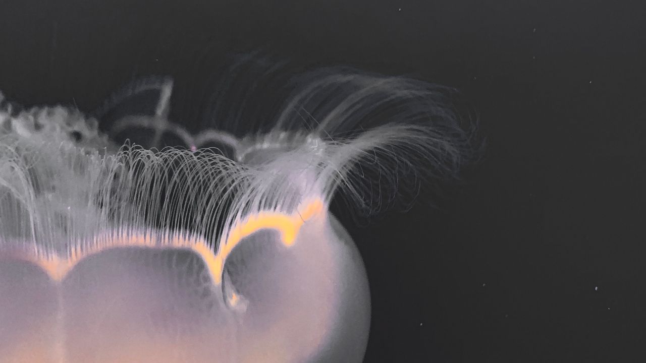 Wallpaper jellyfish, tentacles, glow, underwater world, macro
