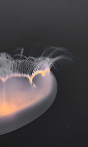 Preview wallpaper jellyfish, tentacles, glow, underwater world, macro