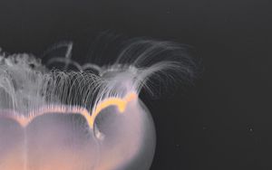 Preview wallpaper jellyfish, tentacles, glow, underwater world, macro