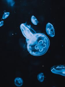 Preview wallpaper jellyfish, tentacles, glow, water, black