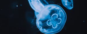 Preview wallpaper jellyfish, tentacles, glow, water, black