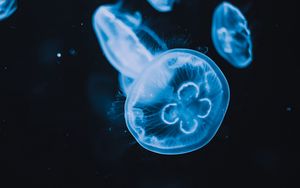 Preview wallpaper jellyfish, tentacles, glow, water, black