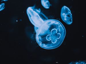 Preview wallpaper jellyfish, tentacles, glow, water, black