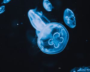 Preview wallpaper jellyfish, tentacles, glow, water, black