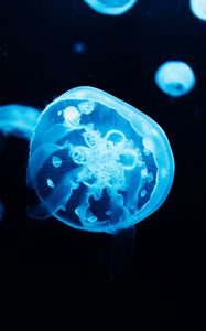 Preview wallpaper jellyfish, tentacles, glow, blue