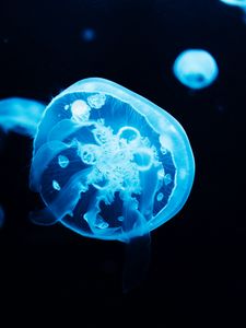 Preview wallpaper jellyfish, tentacles, glow, blue