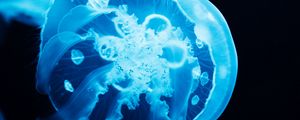 Preview wallpaper jellyfish, tentacles, glow, blue
