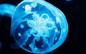 Preview wallpaper jellyfish, tentacles, glow, blue