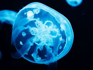 Preview wallpaper jellyfish, tentacles, glow, blue