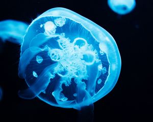 Preview wallpaper jellyfish, tentacles, glow, blue