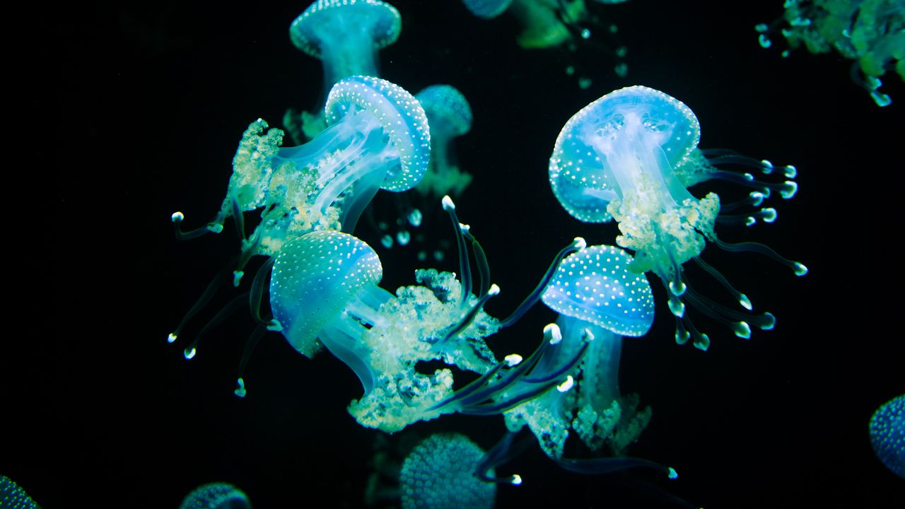 Wallpaper jellyfish, tentacles, glow, underwater