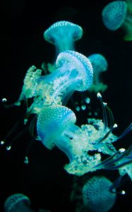 Preview wallpaper jellyfish, tentacles, glow, underwater