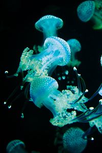 Preview wallpaper jellyfish, tentacles, glow, underwater