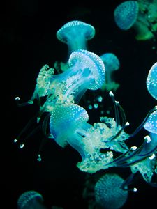 Preview wallpaper jellyfish, tentacles, glow, underwater