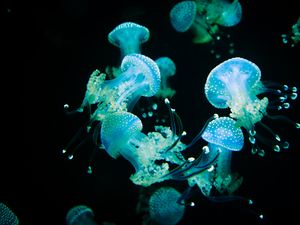 Preview wallpaper jellyfish, tentacles, glow, underwater