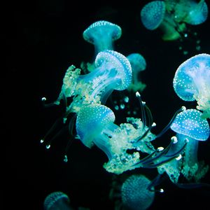 Preview wallpaper jellyfish, tentacles, glow, underwater