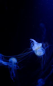 Preview wallpaper jellyfish, tentacles, plexus, underwater world