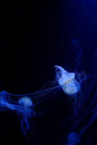 Preview wallpaper jellyfish, tentacles, plexus, underwater world