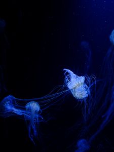 Preview wallpaper jellyfish, tentacles, plexus, underwater world