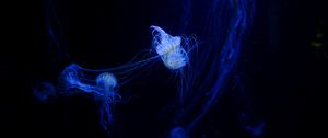 Preview wallpaper jellyfish, tentacles, plexus, underwater world