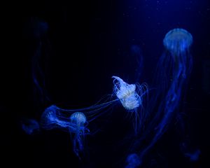 Preview wallpaper jellyfish, tentacles, plexus, underwater world