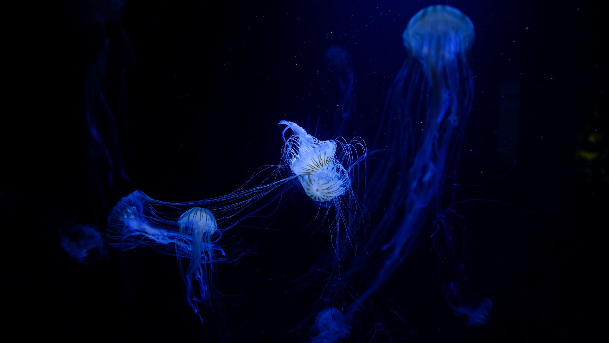 Download wallpaper 2048x1152 jellyfish, tentacles, plexus, underwater