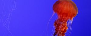 Preview wallpaper jellyfish, tentacles, red, creature