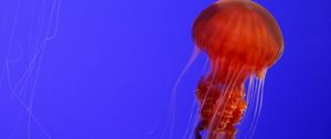 Preview wallpaper jellyfish, tentacles, red, creature