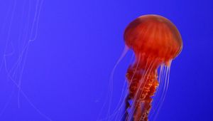 Preview wallpaper jellyfish, tentacles, red, creature