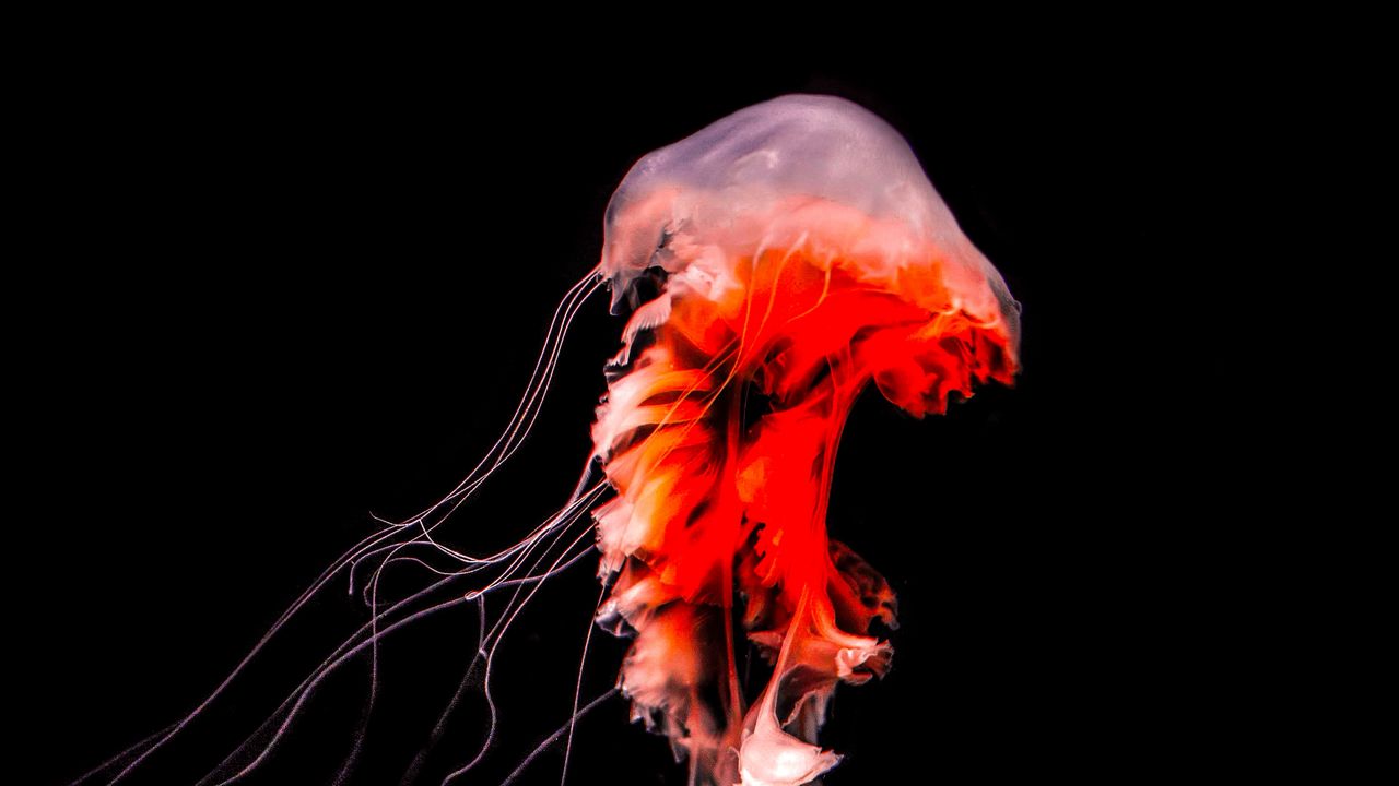 Wallpaper jellyfish, tentacles, red, creature, underwater