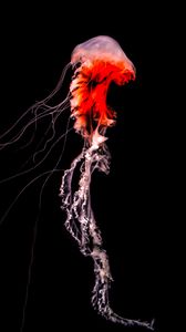 Preview wallpaper jellyfish, tentacles, red, creature, underwater