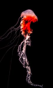 Preview wallpaper jellyfish, tentacles, red, creature, underwater