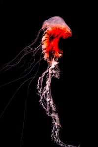 Preview wallpaper jellyfish, tentacles, red, creature, underwater