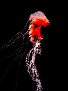 Preview wallpaper jellyfish, tentacles, red, creature, underwater