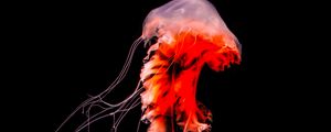 Preview wallpaper jellyfish, tentacles, red, creature, underwater