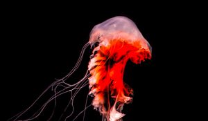 Preview wallpaper jellyfish, tentacles, red, creature, underwater